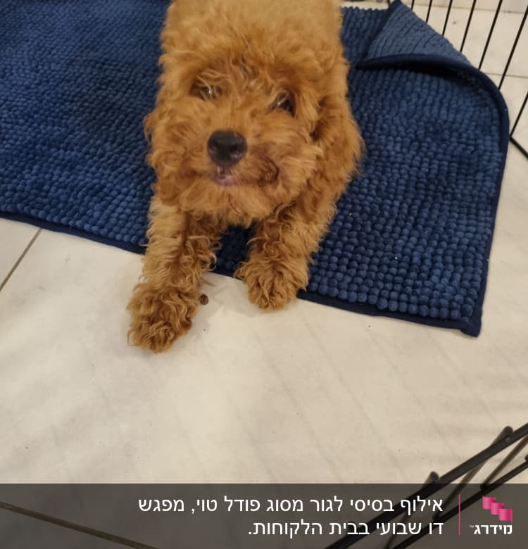 כלב קטן בכלוב על שטיח כחול